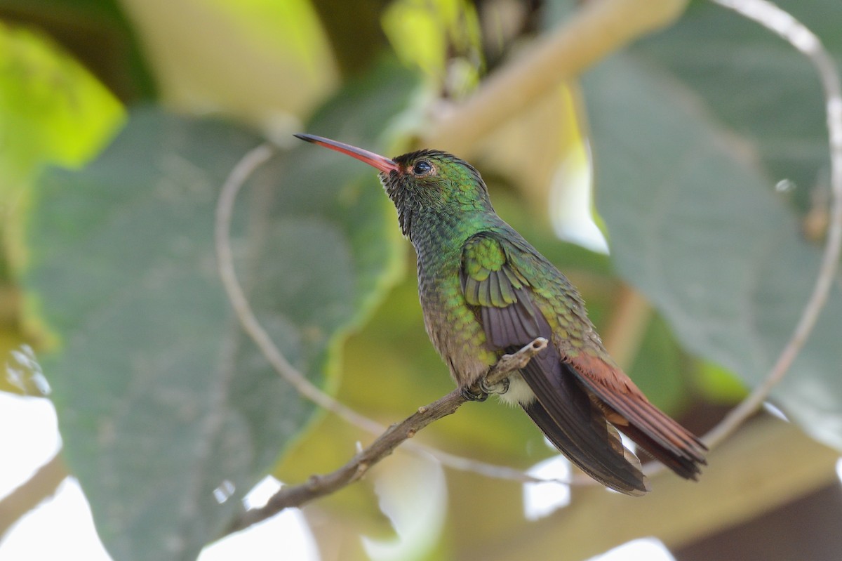 Rufous-tailed Hummingbird - ML150789351