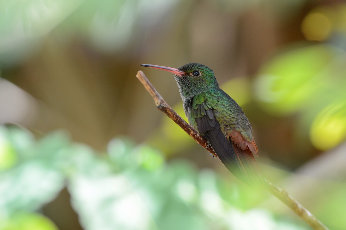 Rufous-tailed Hummingbird - ML150789431