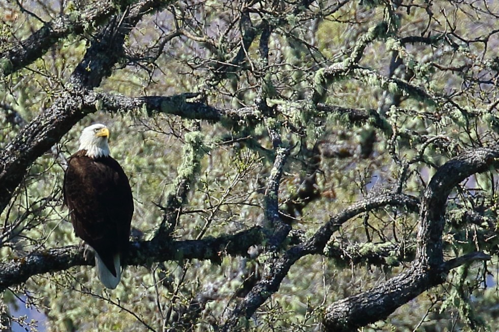 Bald Eagle - Kent Leland