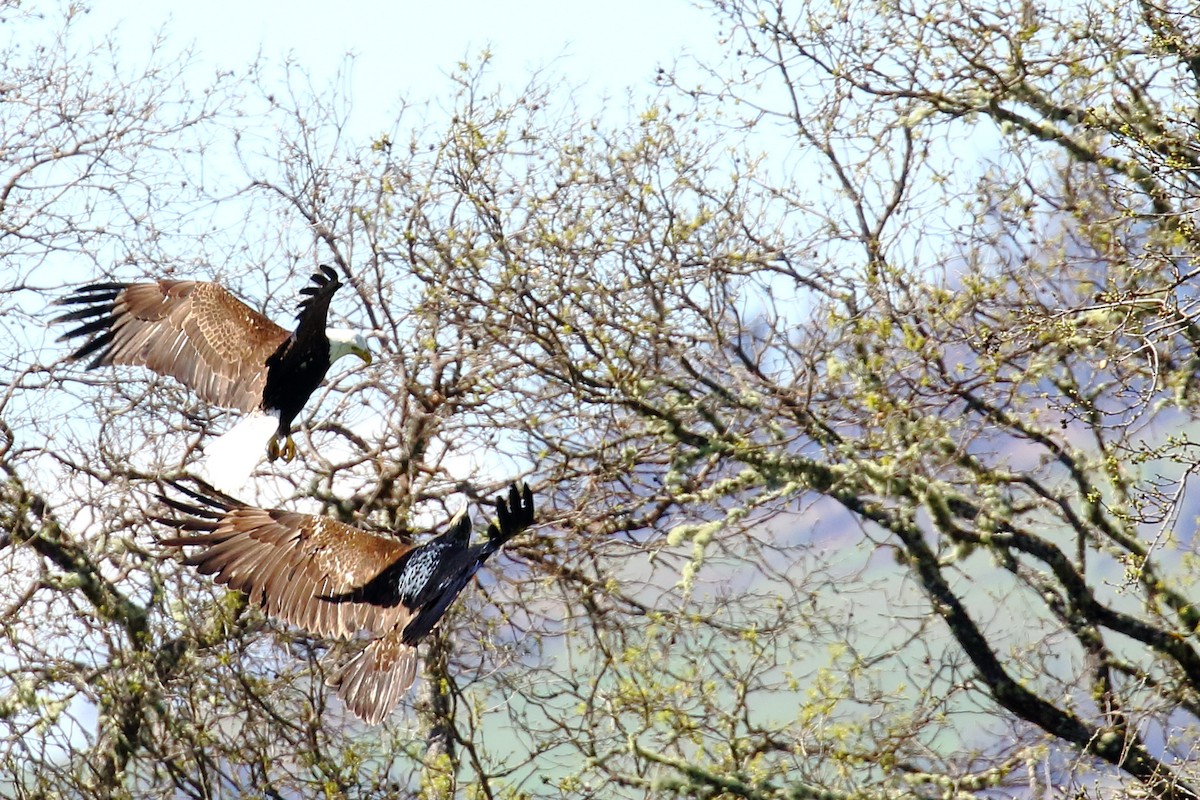 Bald Eagle - ML150790671