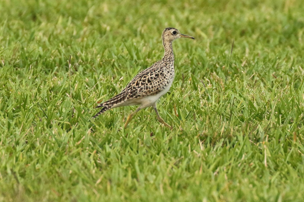 Upland Sandpiper - Kristy Baker