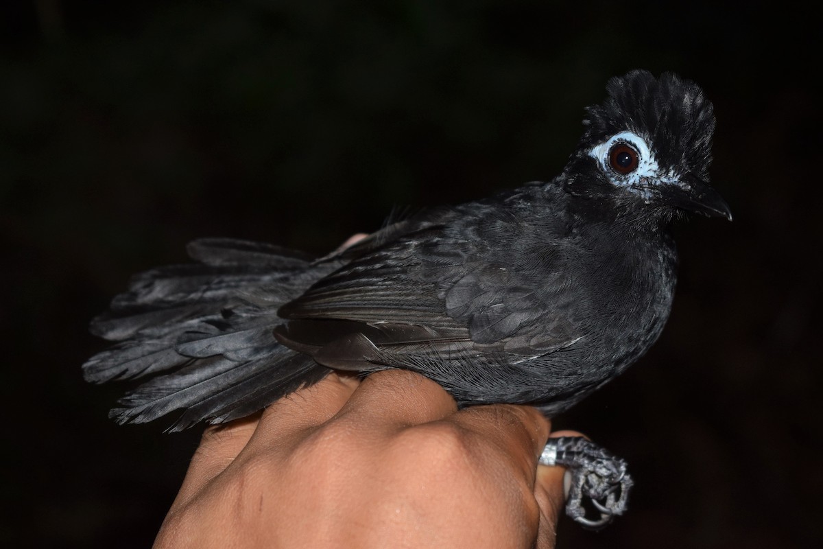 Sooty Antbird - ML150793191