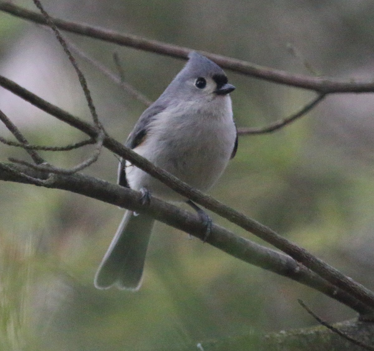 Tufted Titmouse - ML150793821