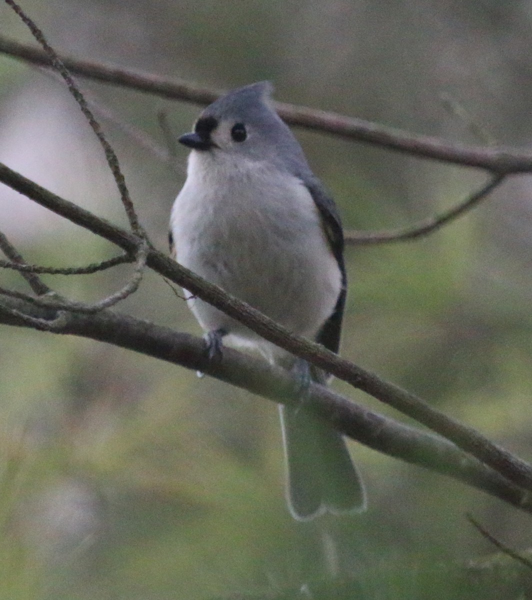 Tufted Titmouse - ML150793841