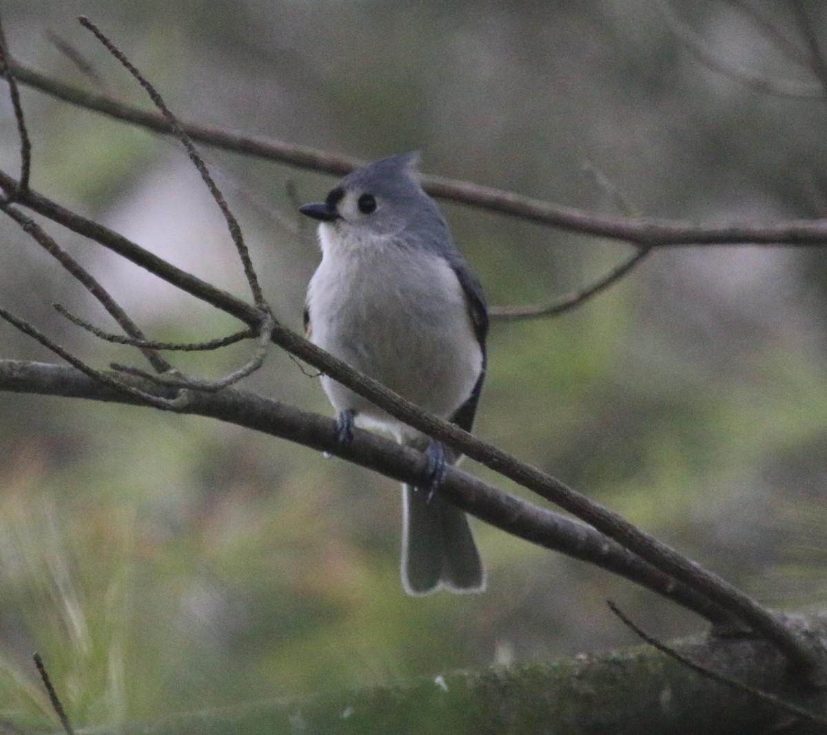 Tufted Titmouse - ML150793931