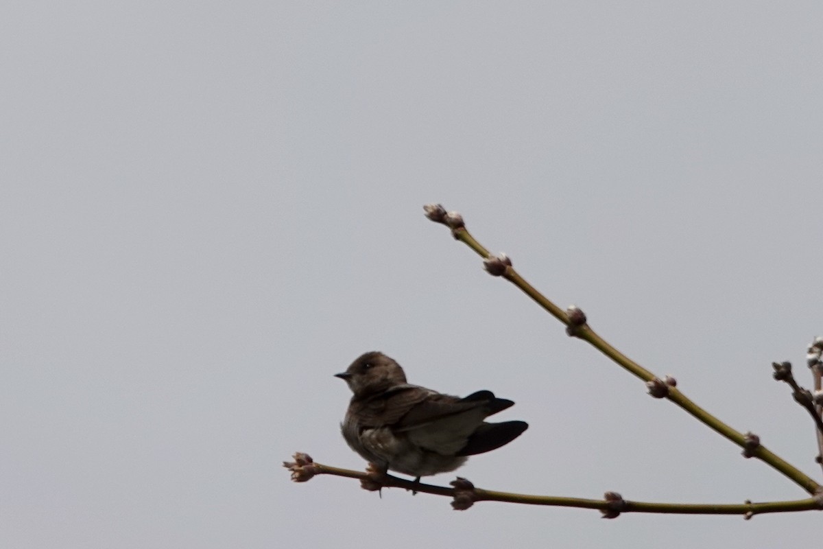 Northern Rough-winged Swallow - ML150793991