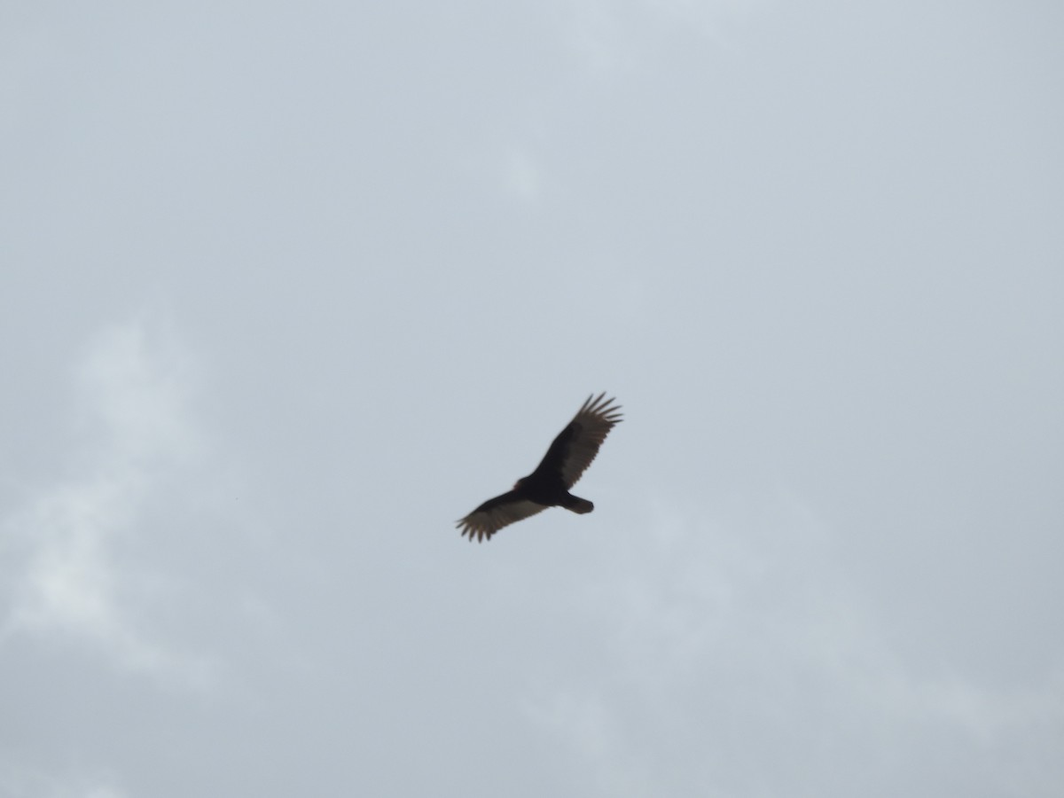 Turkey Vulture - ML150794101