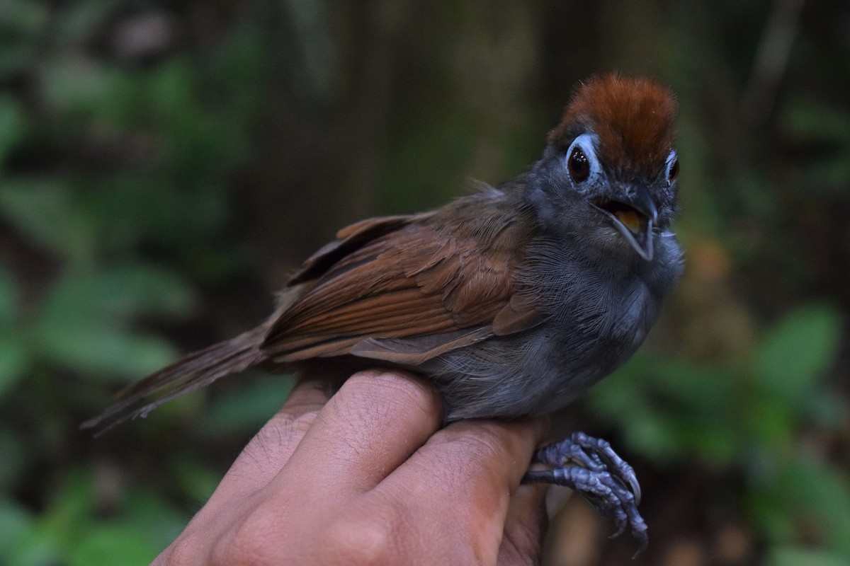 Sooty Antbird - ML150794531