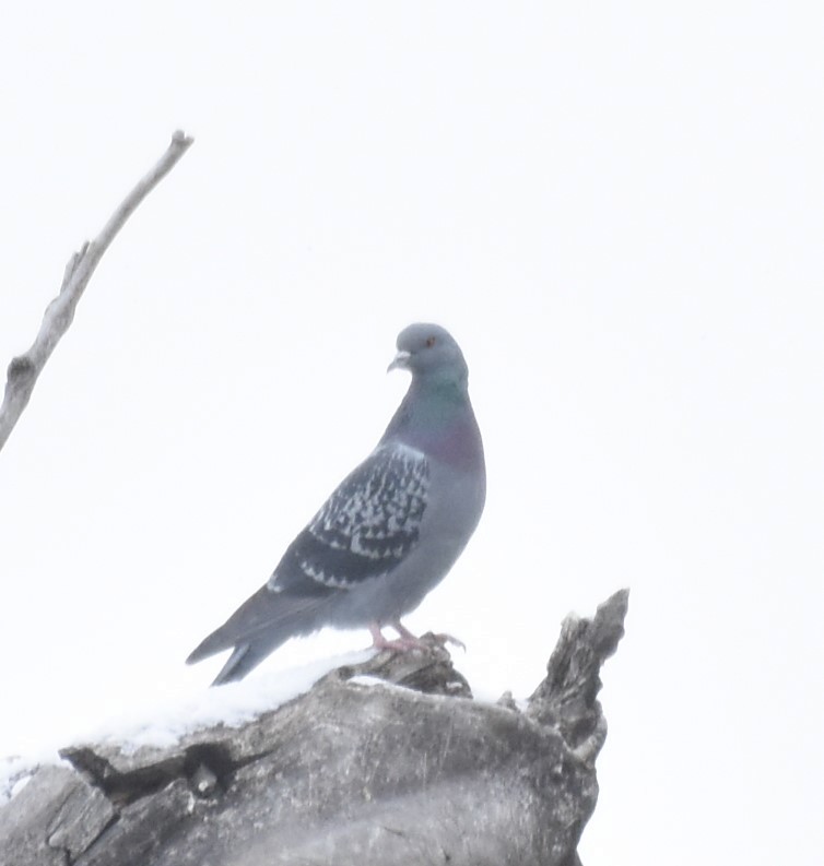 Pigeon biset (forme domestique) - ML150794781