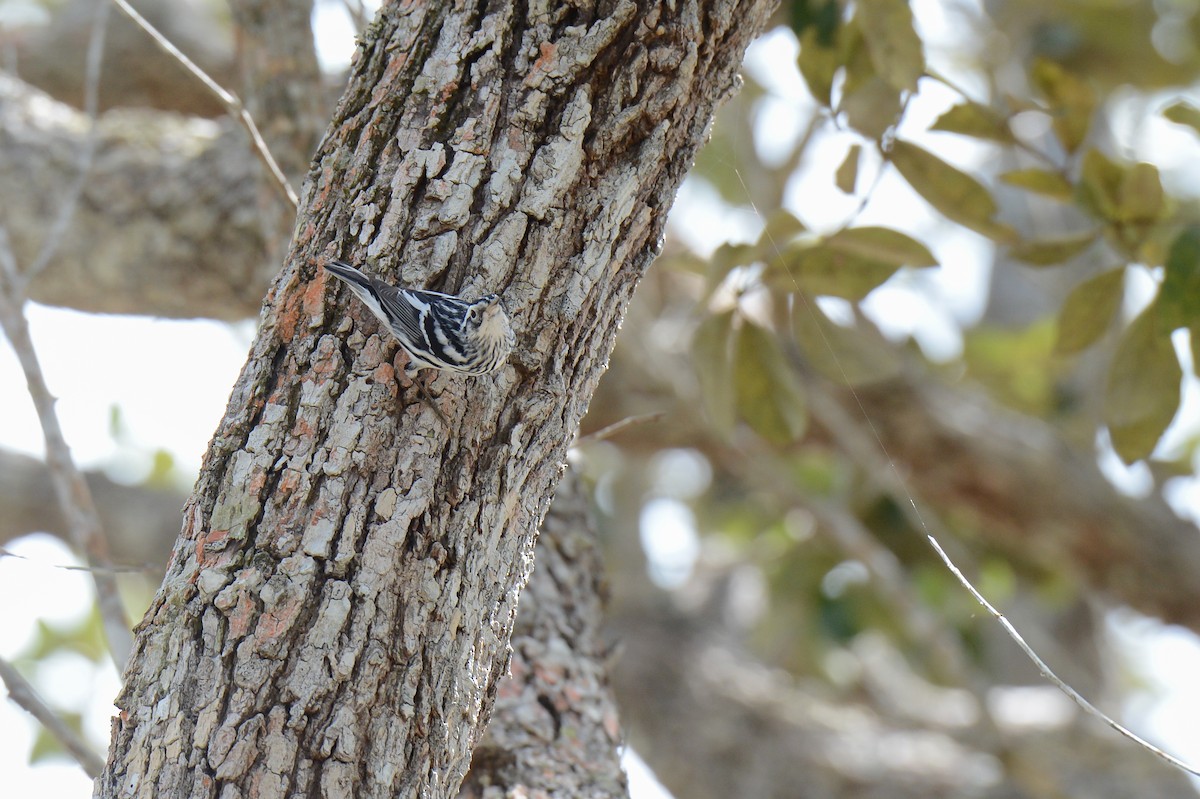 Black-and-white Warbler - Erik Martin