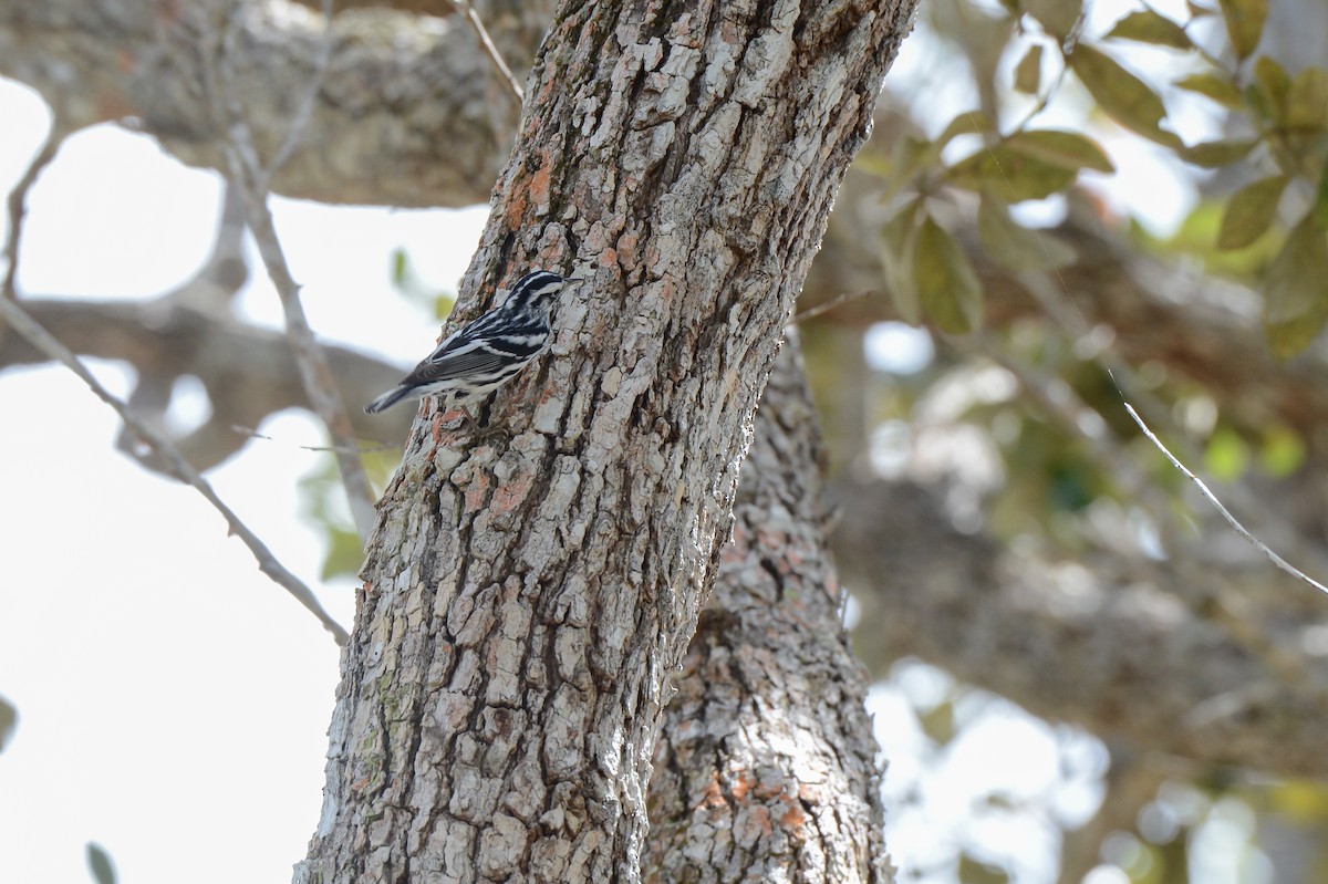 Black-and-white Warbler - ML150795591
