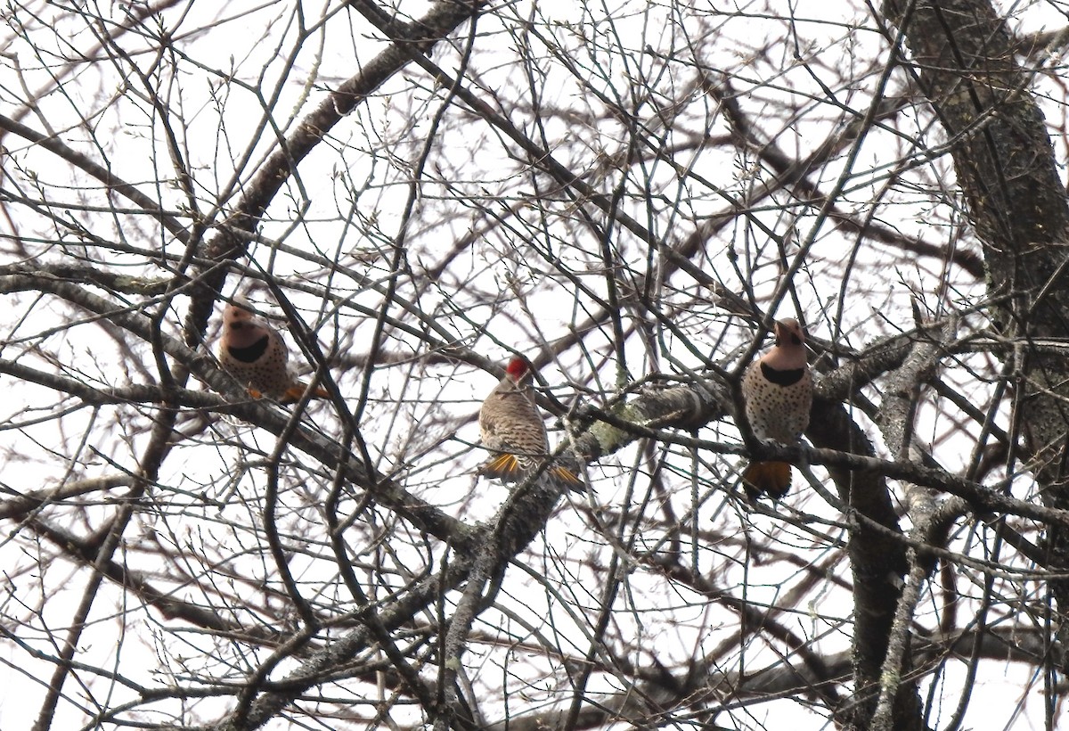 Northern Flicker - ML150796421