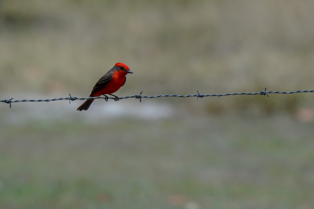 Vermilion Flycatcher - ML150796901