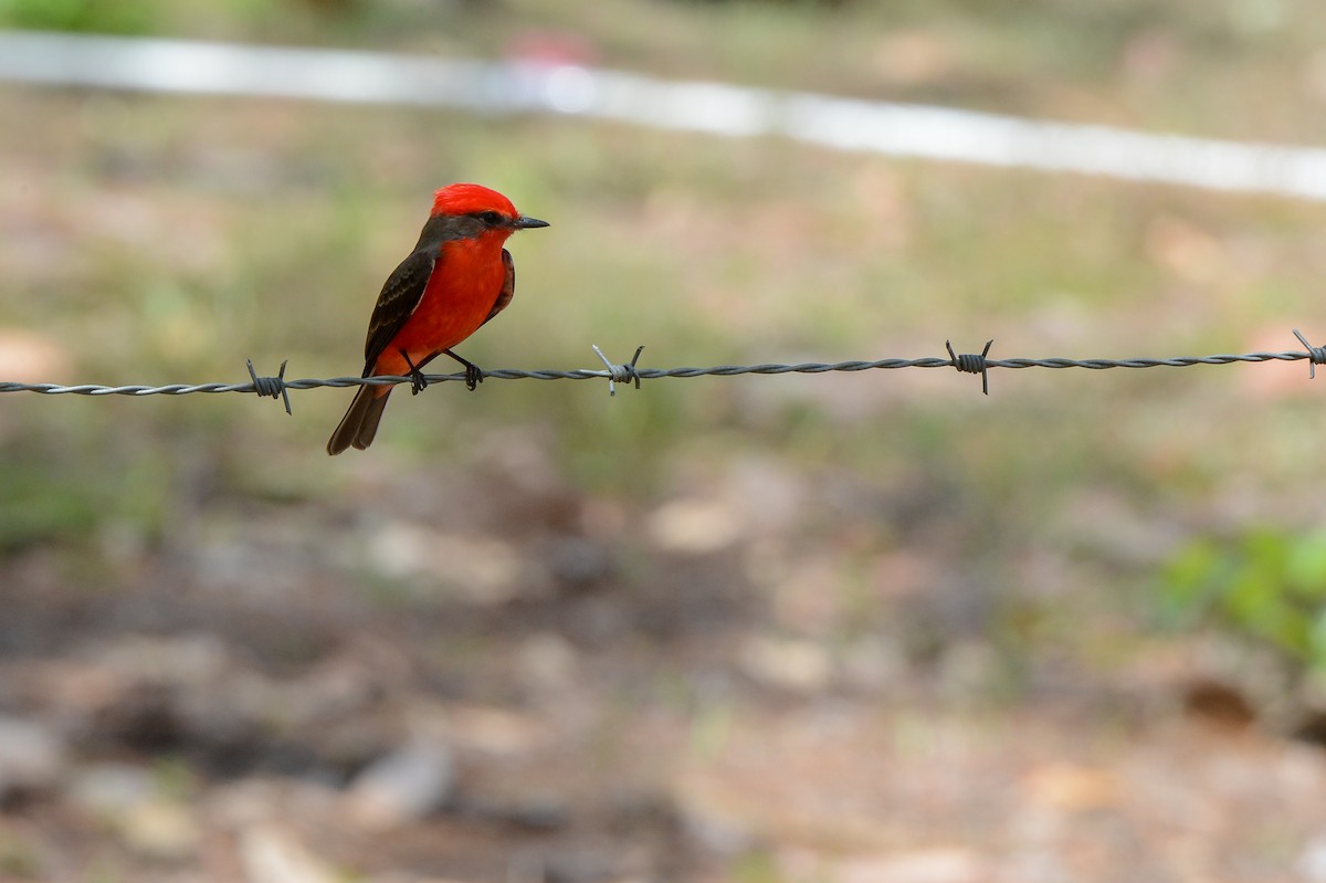 Vermilion Flycatcher - ML150796911