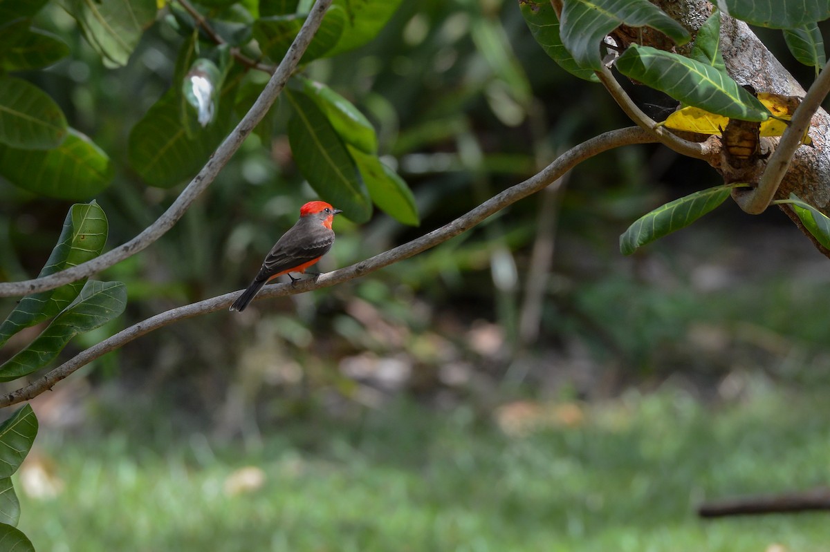 Vermilion Flycatcher - ML150796991