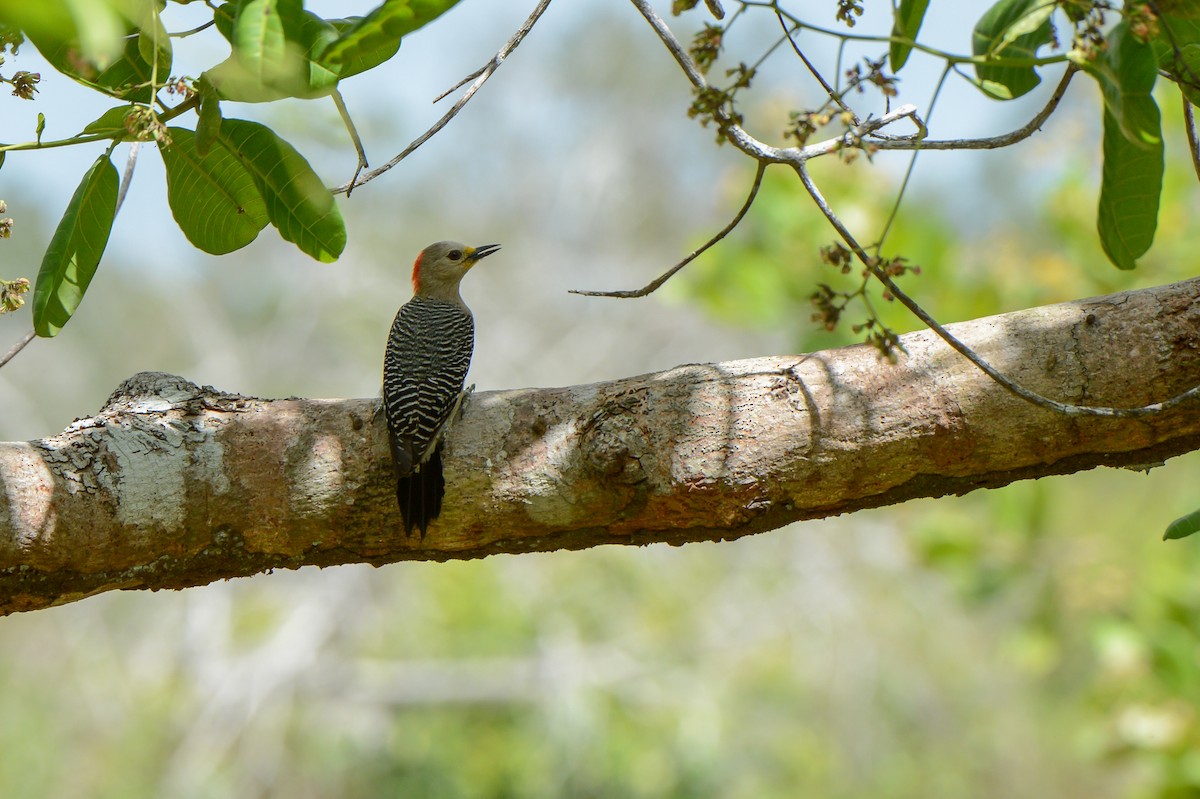 Yucatan Woodpecker - ML150797571