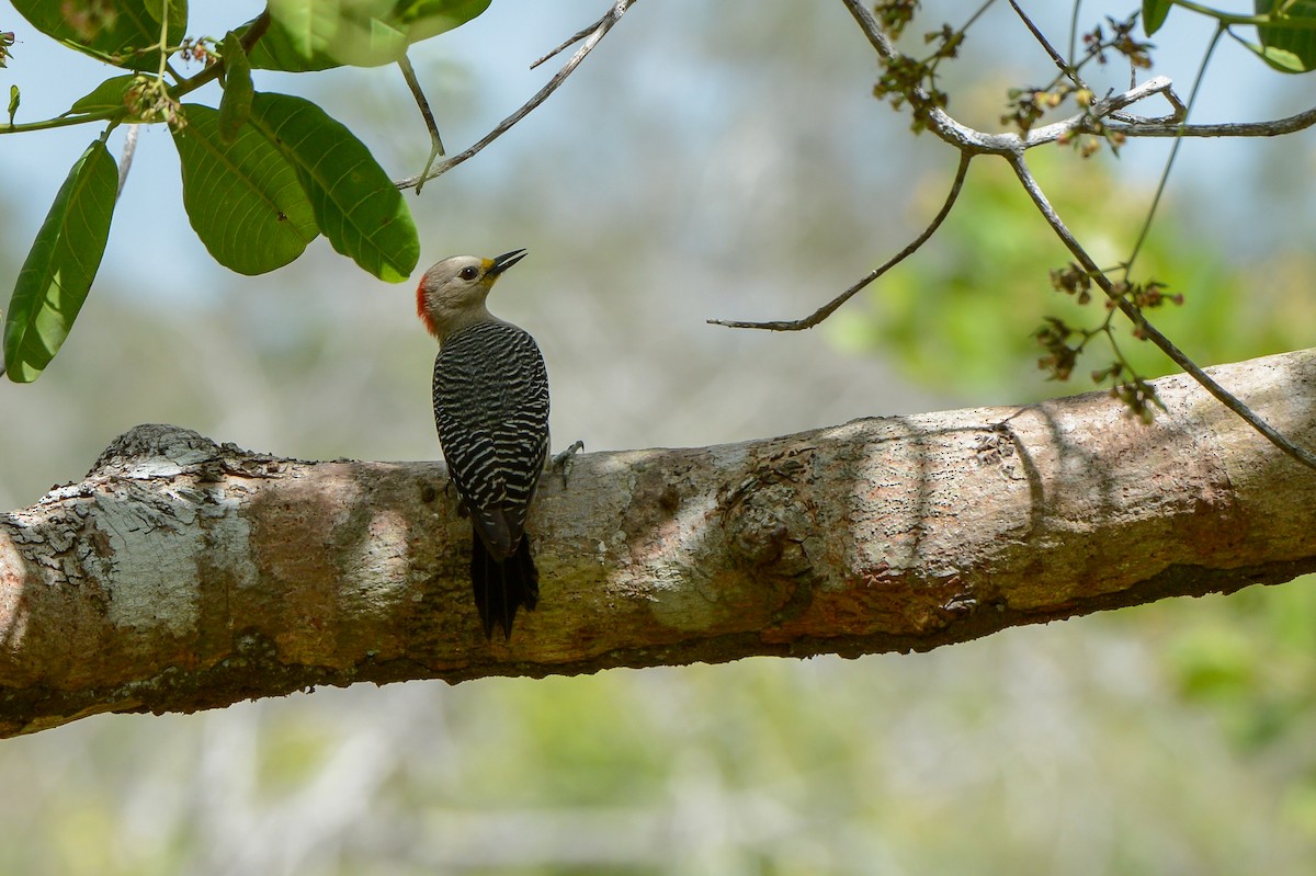 Yucatan Woodpecker - ML150797601
