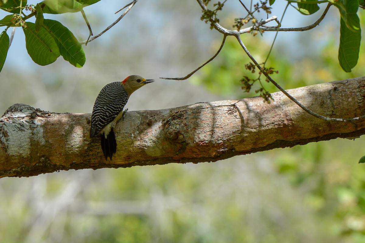 Yucatan Woodpecker - ML150797621