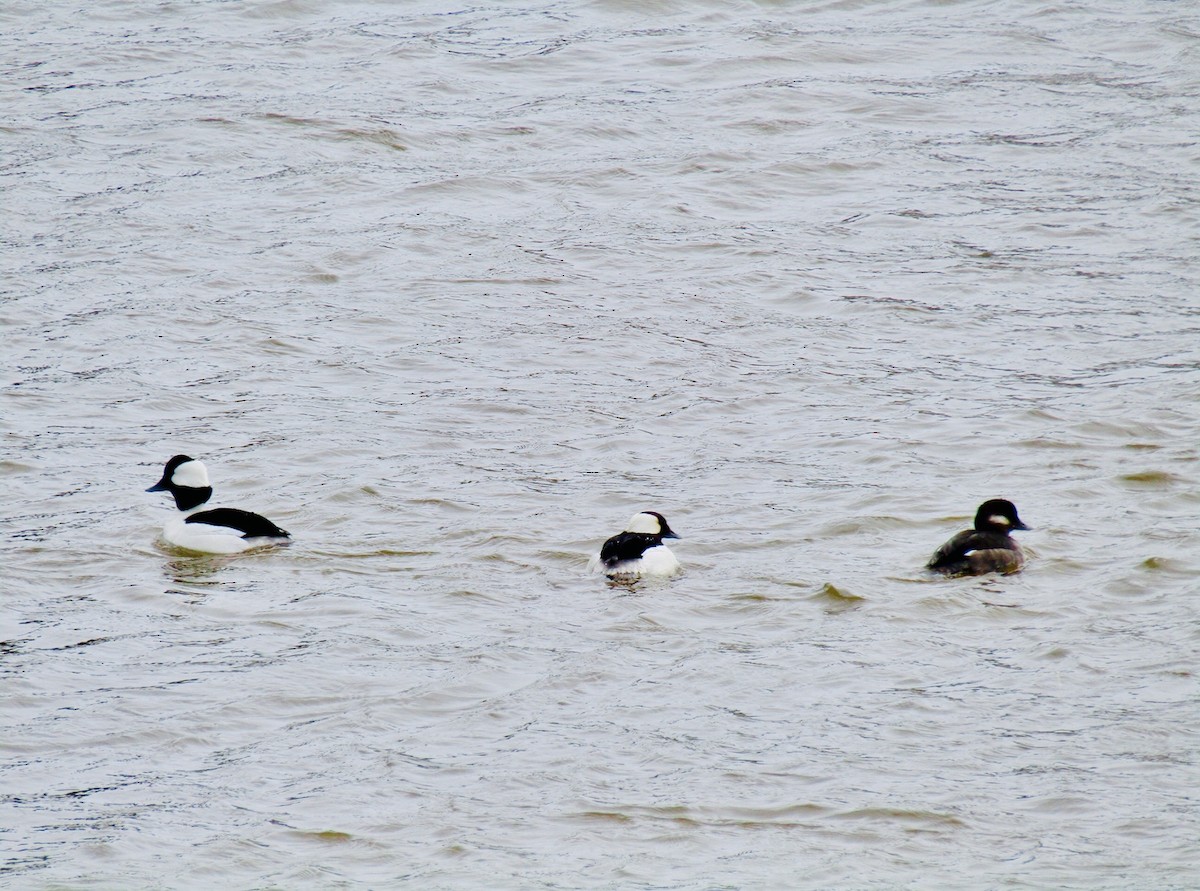 Bufflehead - Tony Ward