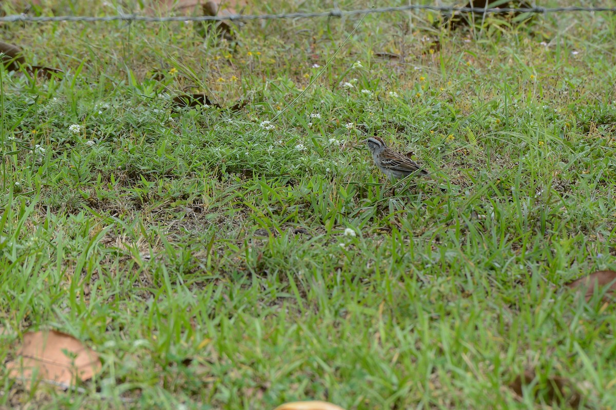 Chipping Sparrow - ML150797811