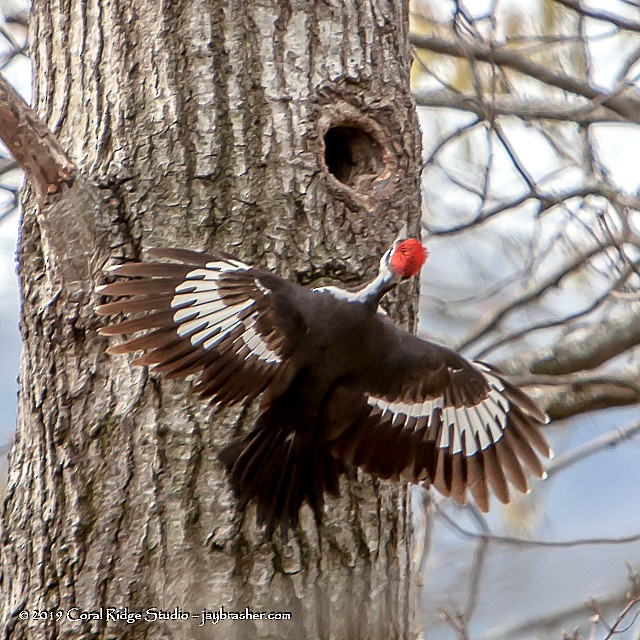 Pileated Woodpecker - Jay Brasher