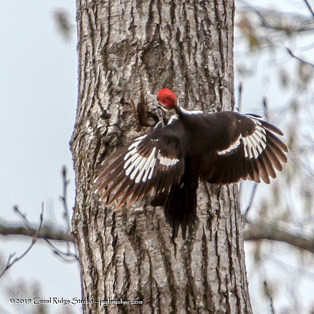 Pileated Woodpecker - Jay Brasher