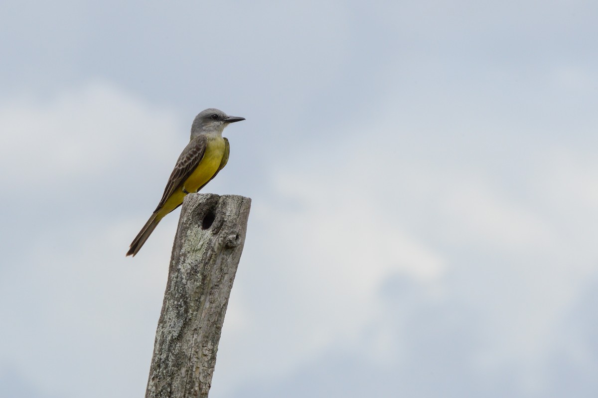 Tropical Kingbird - ML150798251