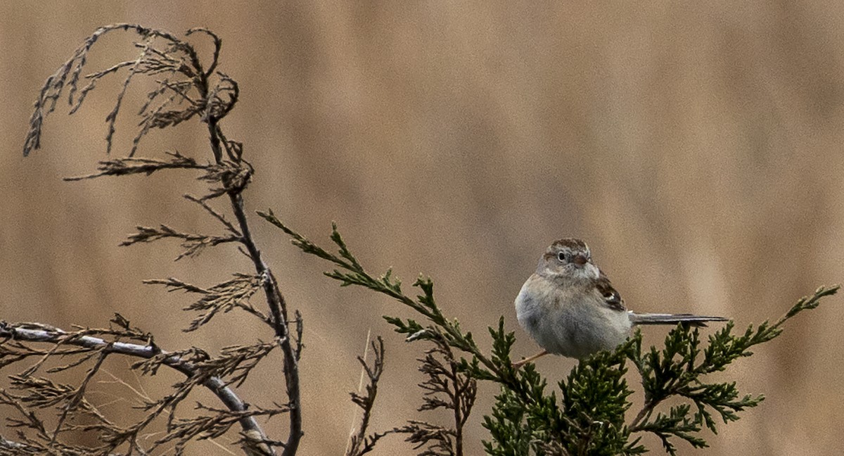 Field Sparrow - ML150798331