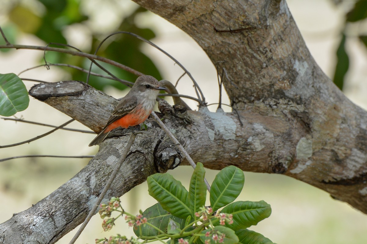 Vermilion Flycatcher - ML150800251