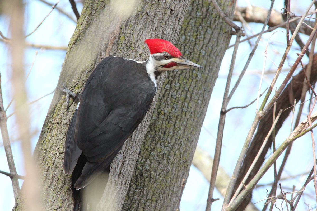 Pileated Woodpecker - ML150800721