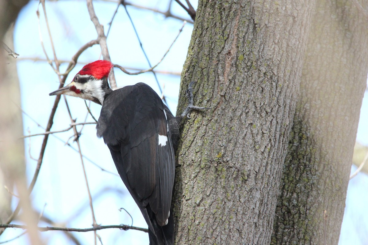 Pileated Woodpecker - Matthew  Scheltema