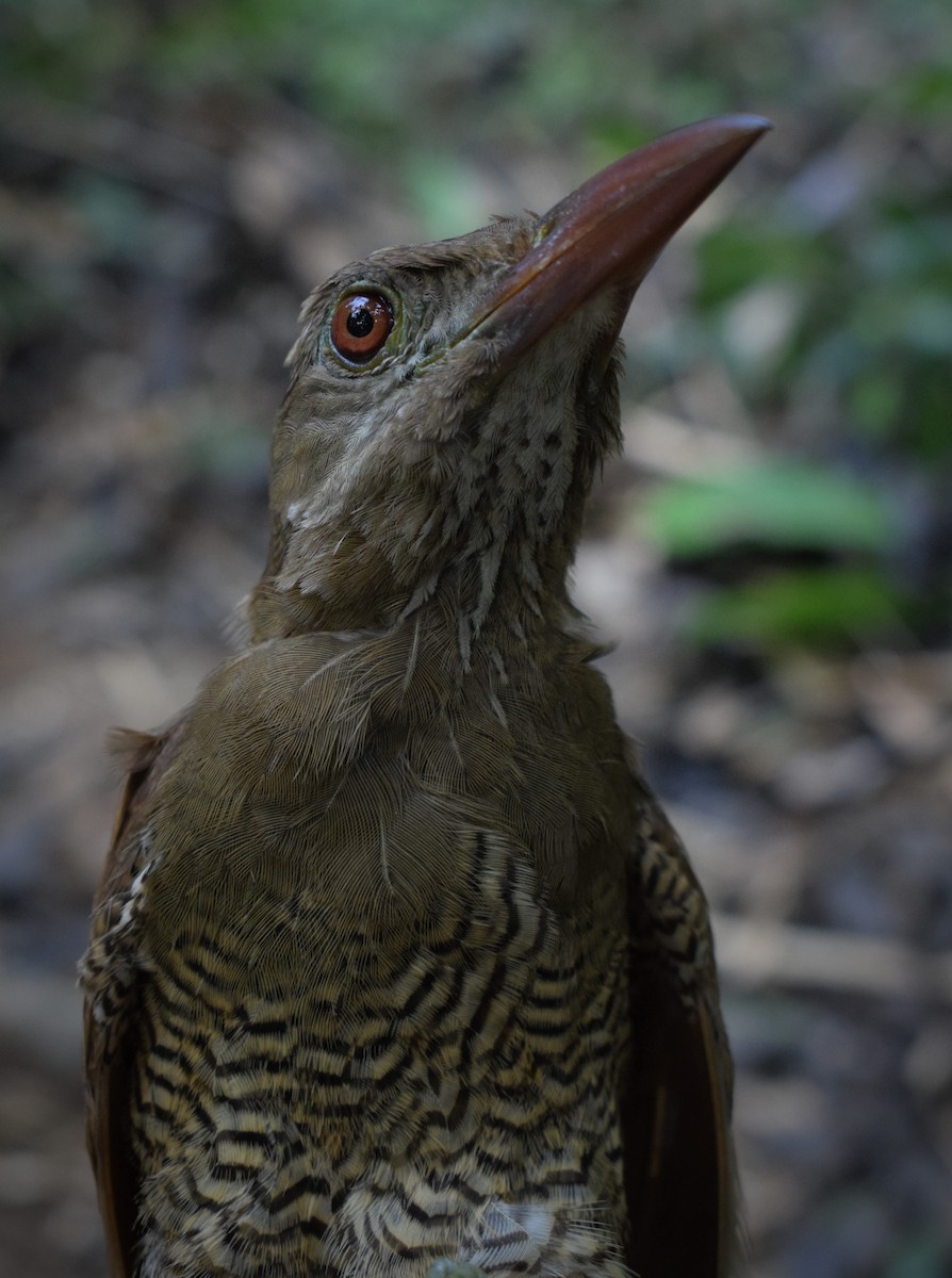 Bar-bellied Woodcreeper - INKATERRA Team