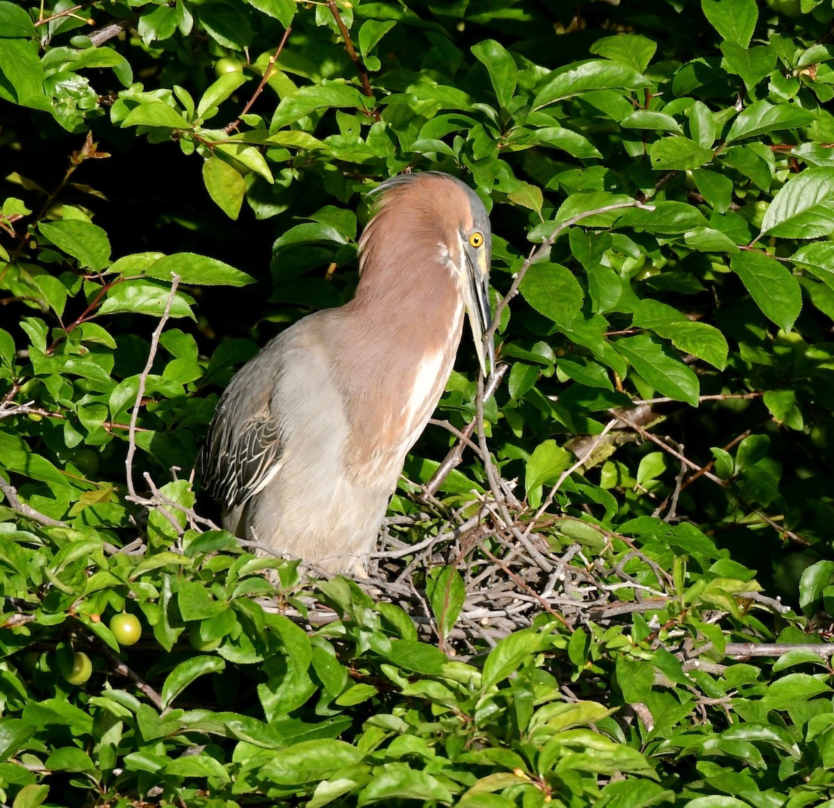 Green Heron - Adam Dudley