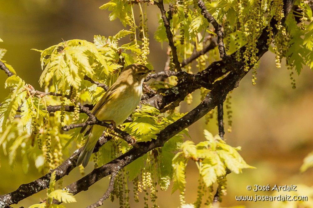 Ногоон дууч шувуу - ML150802911