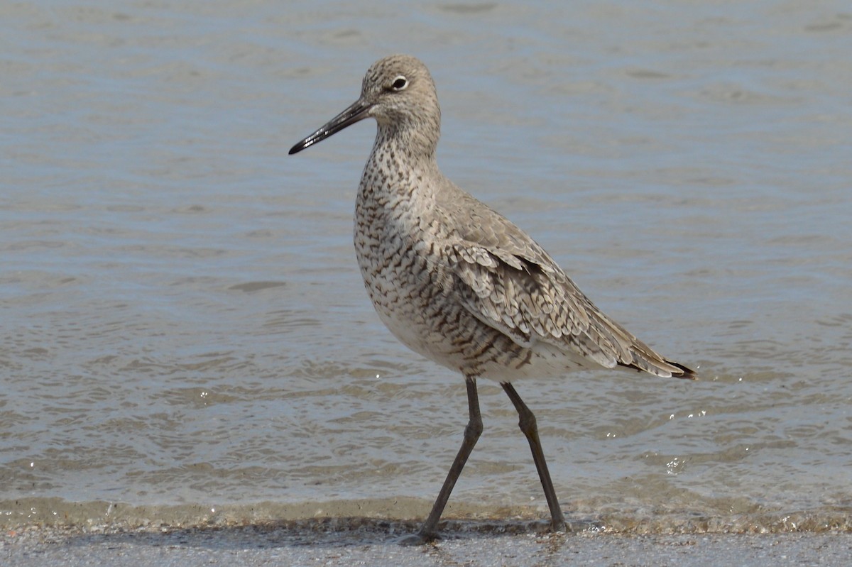 Willet - Marilyn Palmer