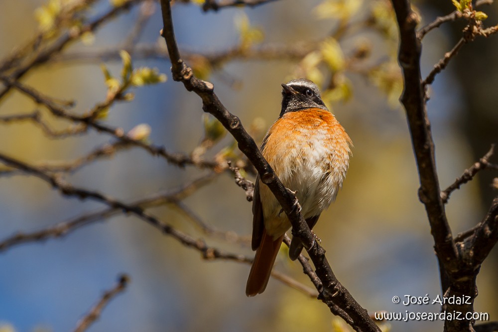 Эгэл гал сүүлт - ML150802961