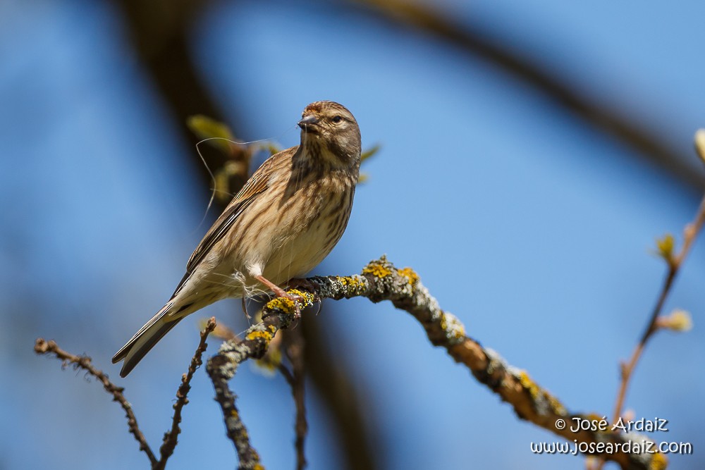Алтан цэгцүүхэй - ML150803031