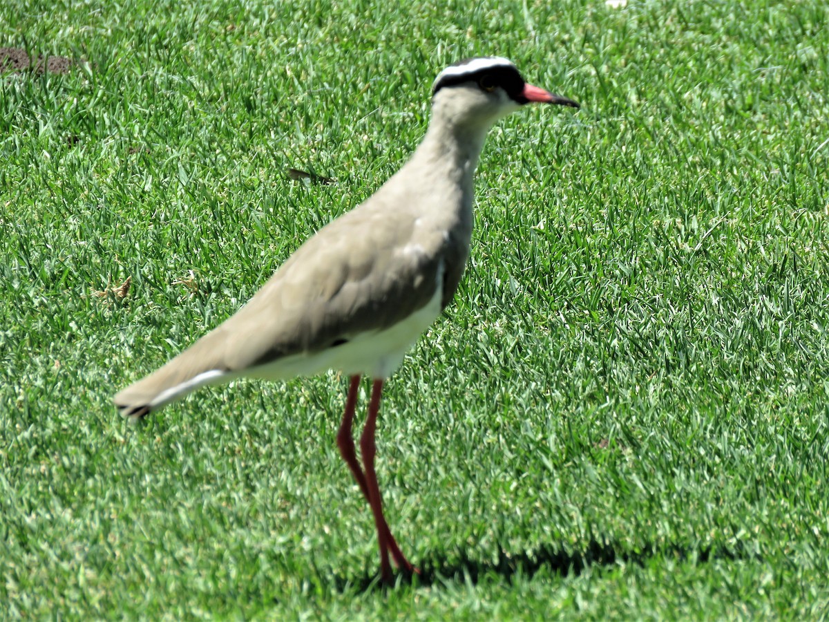 Crowned Lapwing - Becky Turley