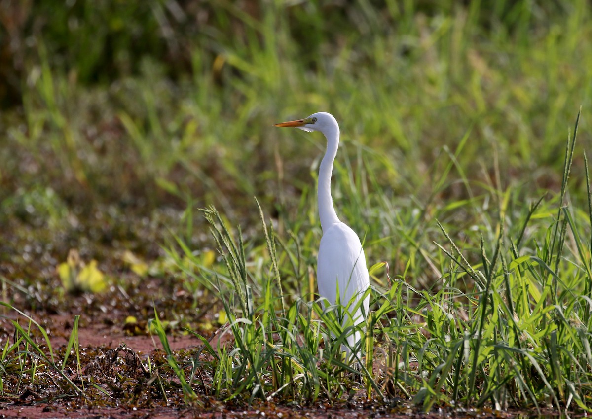 Yellow-billed Egret - Jay McGowan