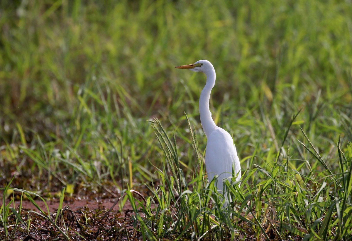 Yellow-billed Egret - Jay McGowan