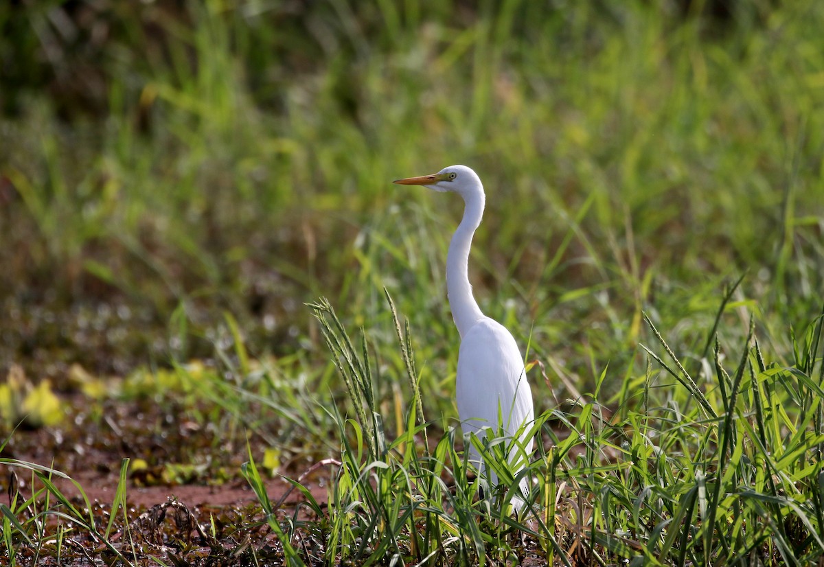 Yellow-billed Egret - ML150806911