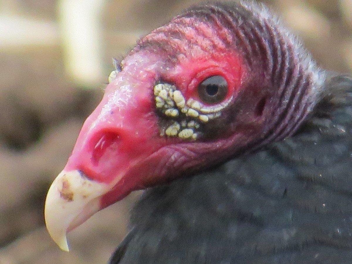 Turkey Vulture - Jim Frank