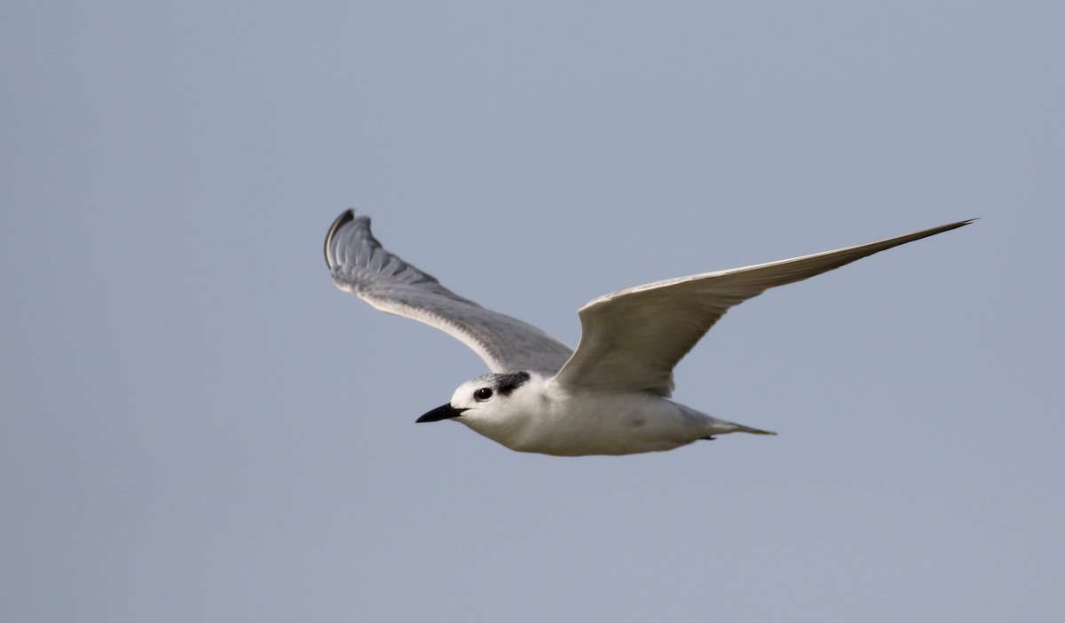 Whiskered Tern - Jay McGowan