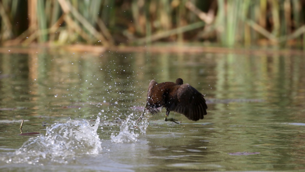 Eurasian Moorhen - ML150810051