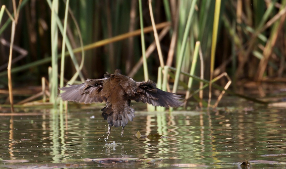 Gallinule poule-d'eau - ML150810071