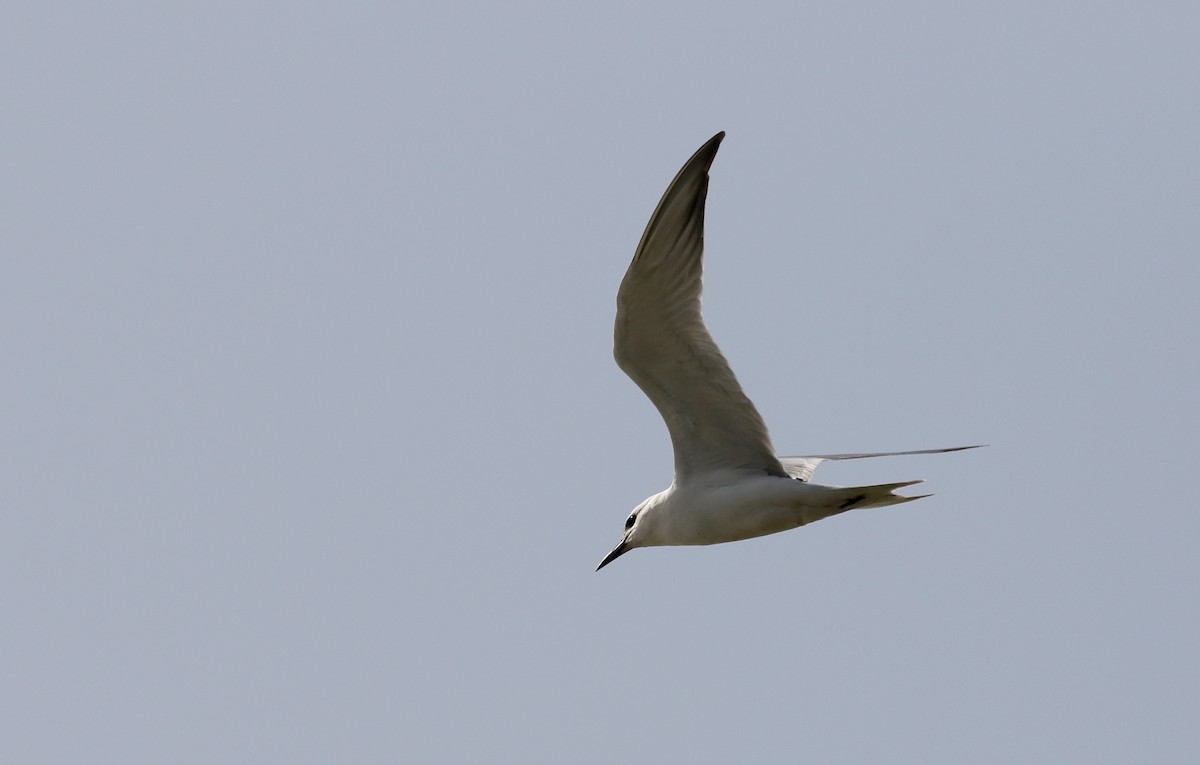 Gull-billed Tern - Jay McGowan