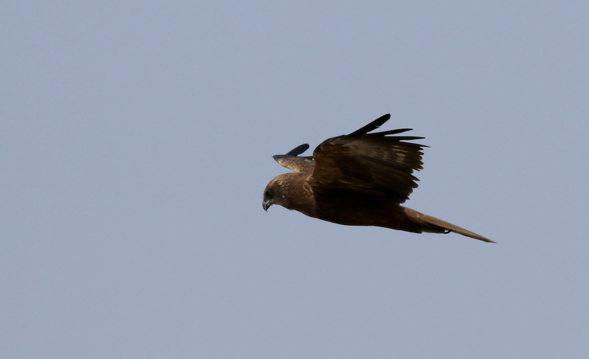 Western Marsh Harrier - Jay McGowan