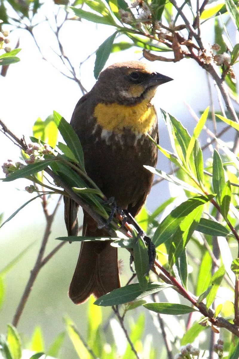 Yellow-headed Blackbird - ML150812051