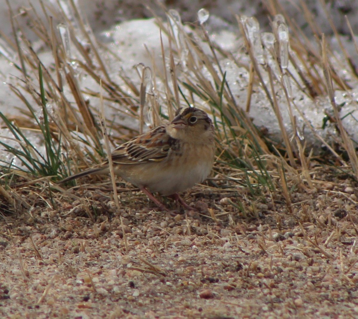Grasshopper Sparrow - ML150813361
