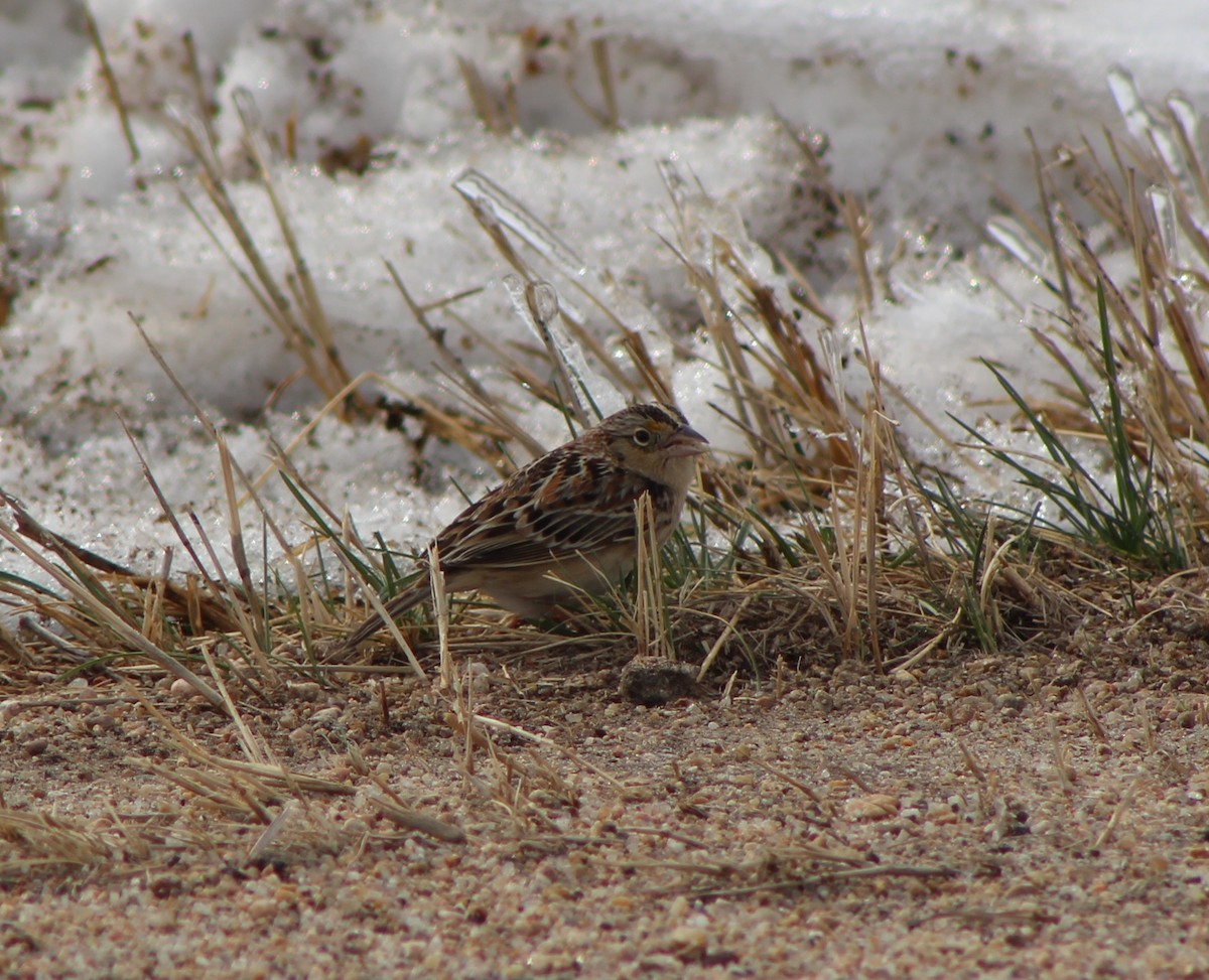 Grasshopper Sparrow - ML150813451